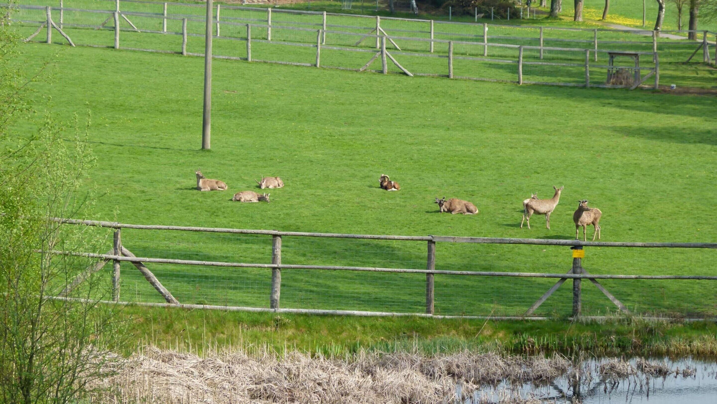 A fenced outdoor area with a water body in the foreground, surrounded by green grass and trees.