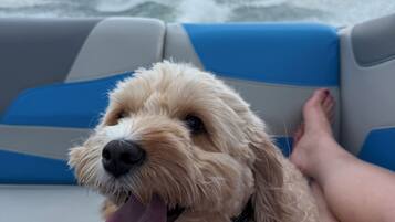 Animaux de compagnie acceptés