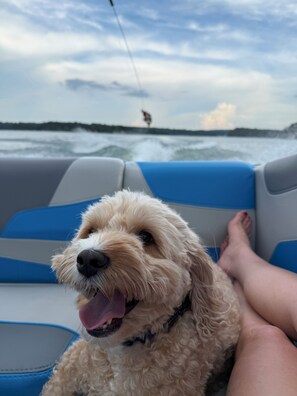 Lemmikkiystävällinen