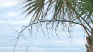 A parking area with palm trees and a view of the beach.