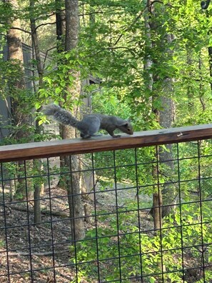 Ein Eichhörnchen auf einer Holzbalustrade in bewaldeter Landschaft mit einem Metallzaun.