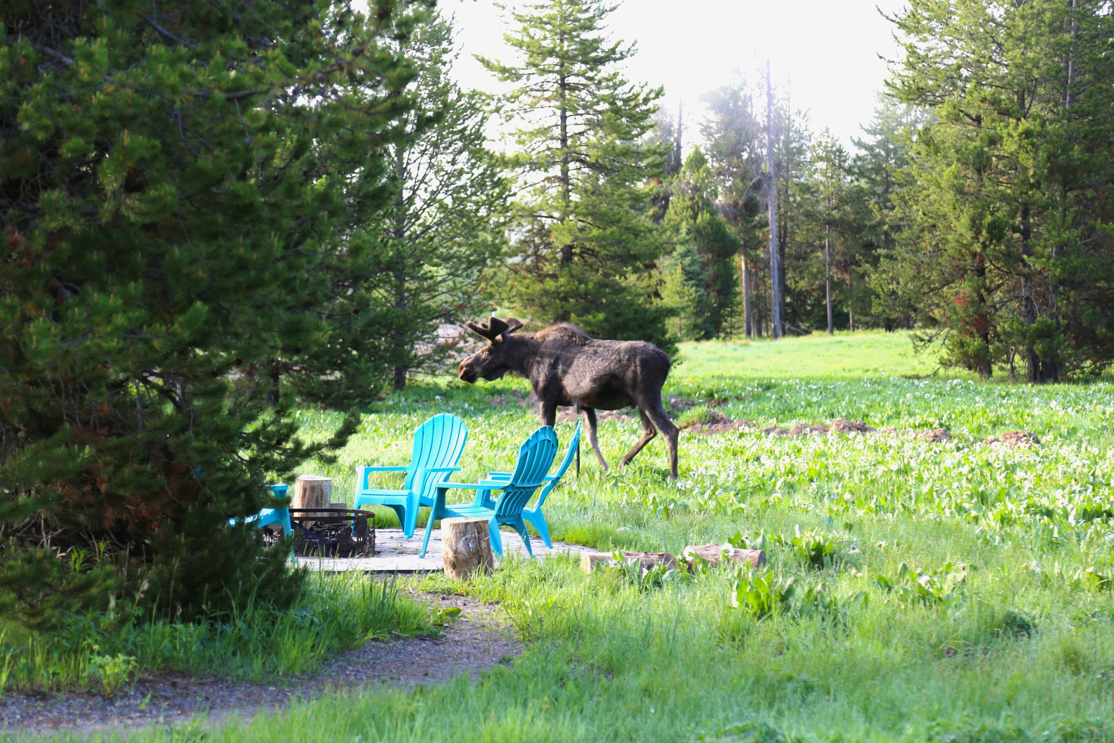 A moose walking through a grassy area with trees and a table with chairs.