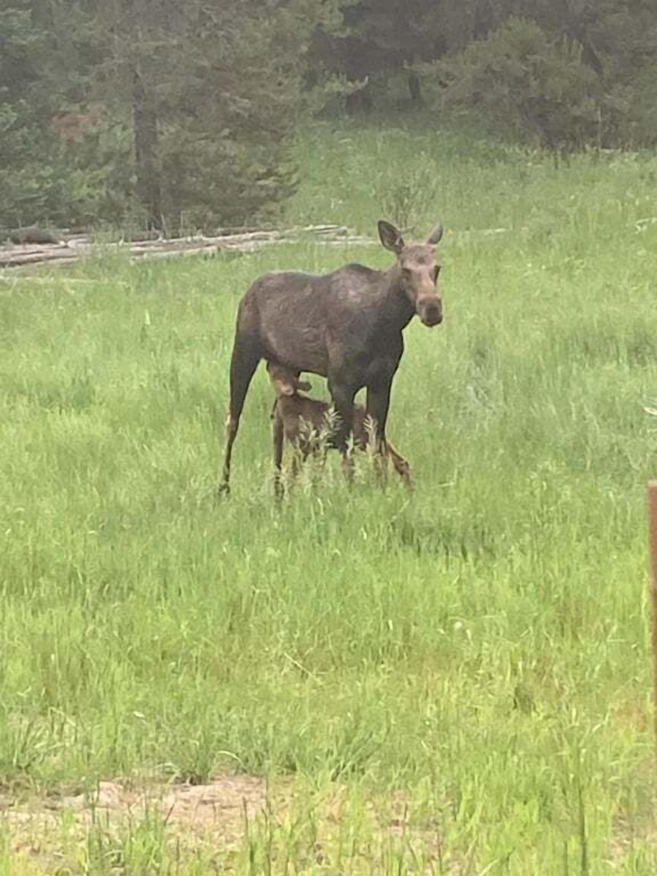 A moose in a grassy field with trees in the background.