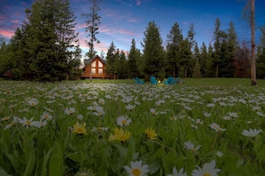 A cabin with a deck, surrounded by a field of daisies and tall trees.