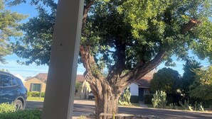 A tree in a residential area with a clear sky. - Wonderful 2-bedroom house with Zonal Mini Splits , tree lined nieghborhood (Phoenix)