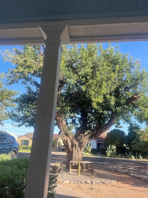 Ein Baum in einer Wohngegend, der bewölkte Himmel darüber.