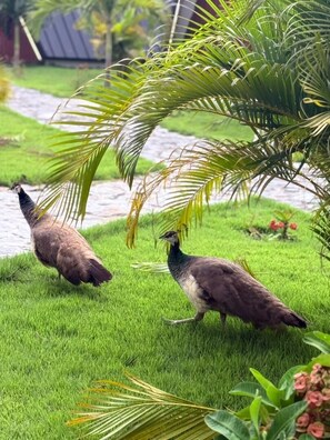 Front of property - Palm Island Resort (Akosombo)