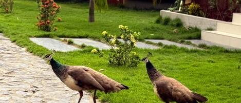Two geese walking on a stone path in a garden with grass, palm trees, and a building in the background.