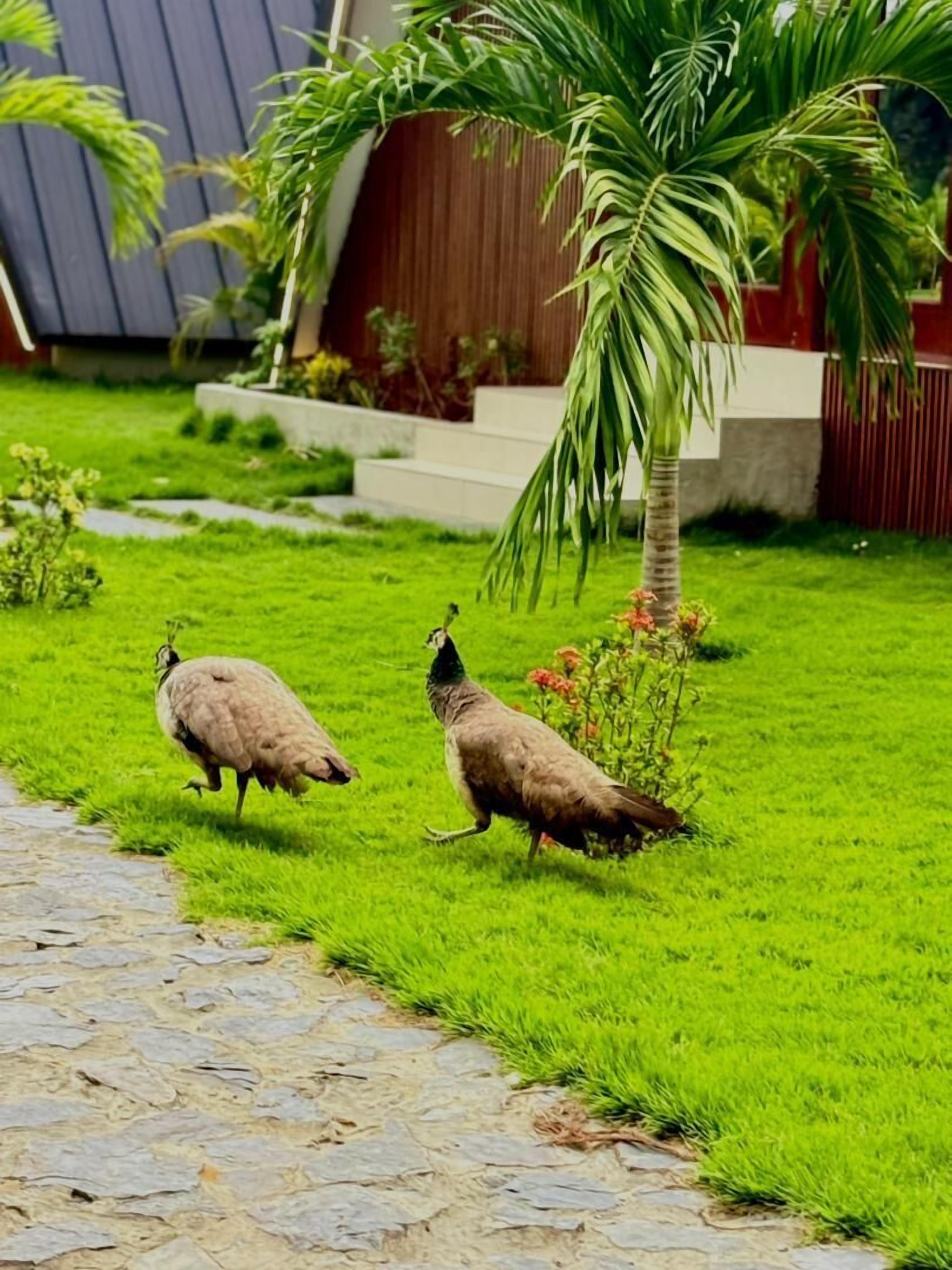 Two birds on a green lawn with a stone pathway and a palm tree.