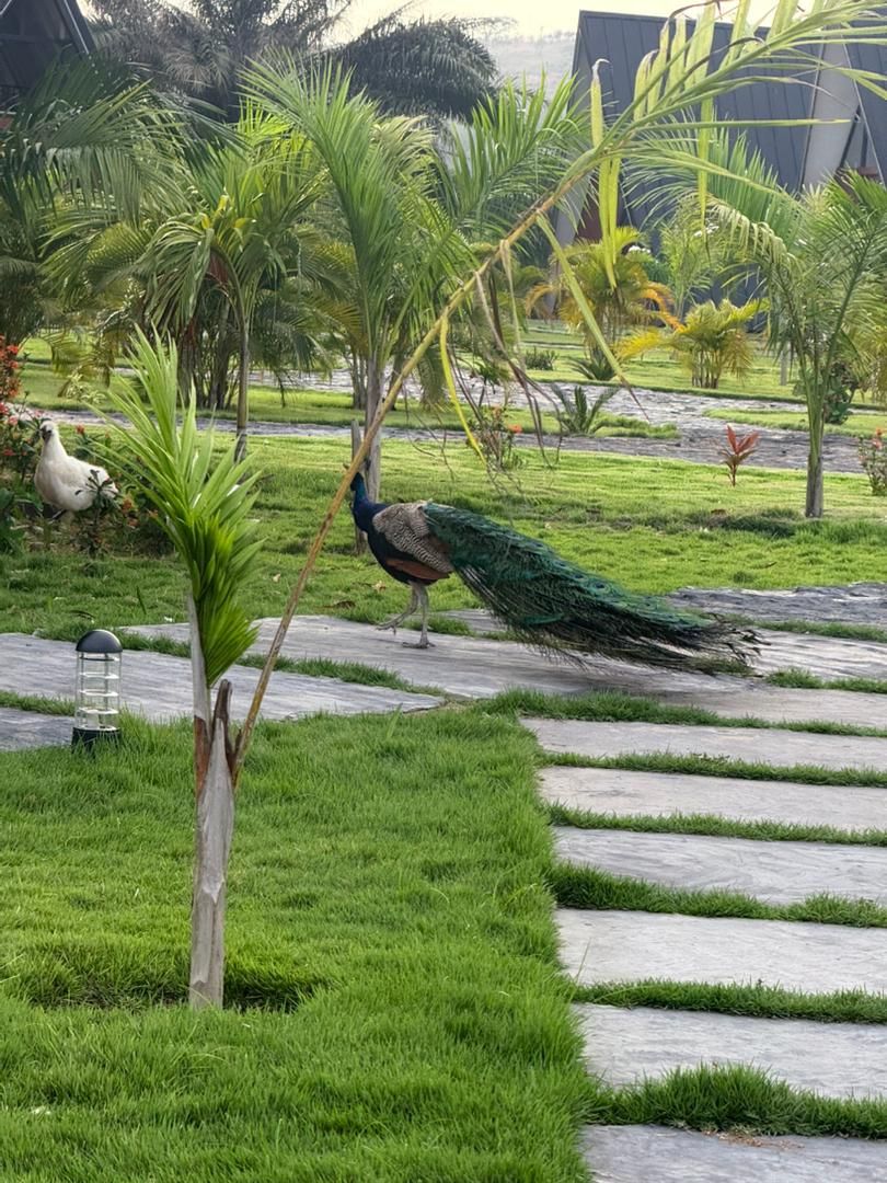 A peacock walking on a paved path surrounded by lush greenery and palm trees.