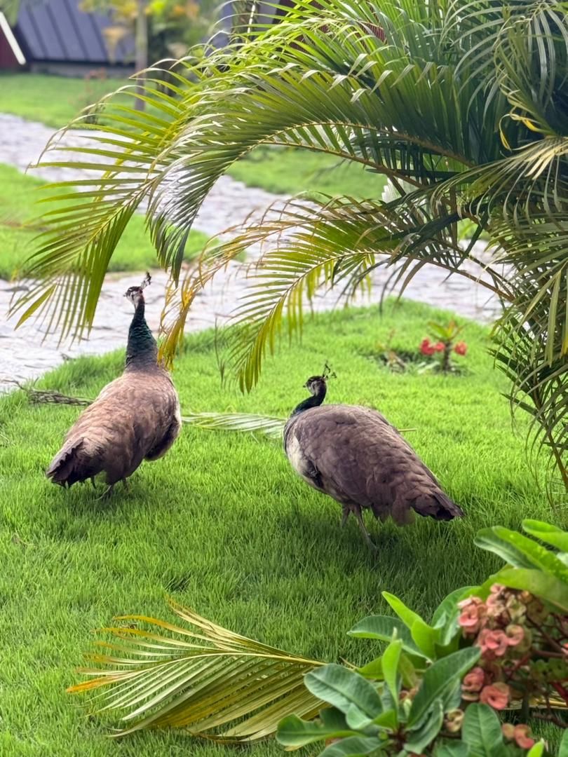 Two peacocks on a grassy lawn with a palm tree and some flowers.