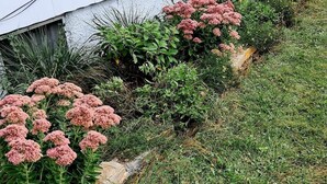 Ein Garten mit rosa blühenden Pflanzen und einem weißen Gebäude.