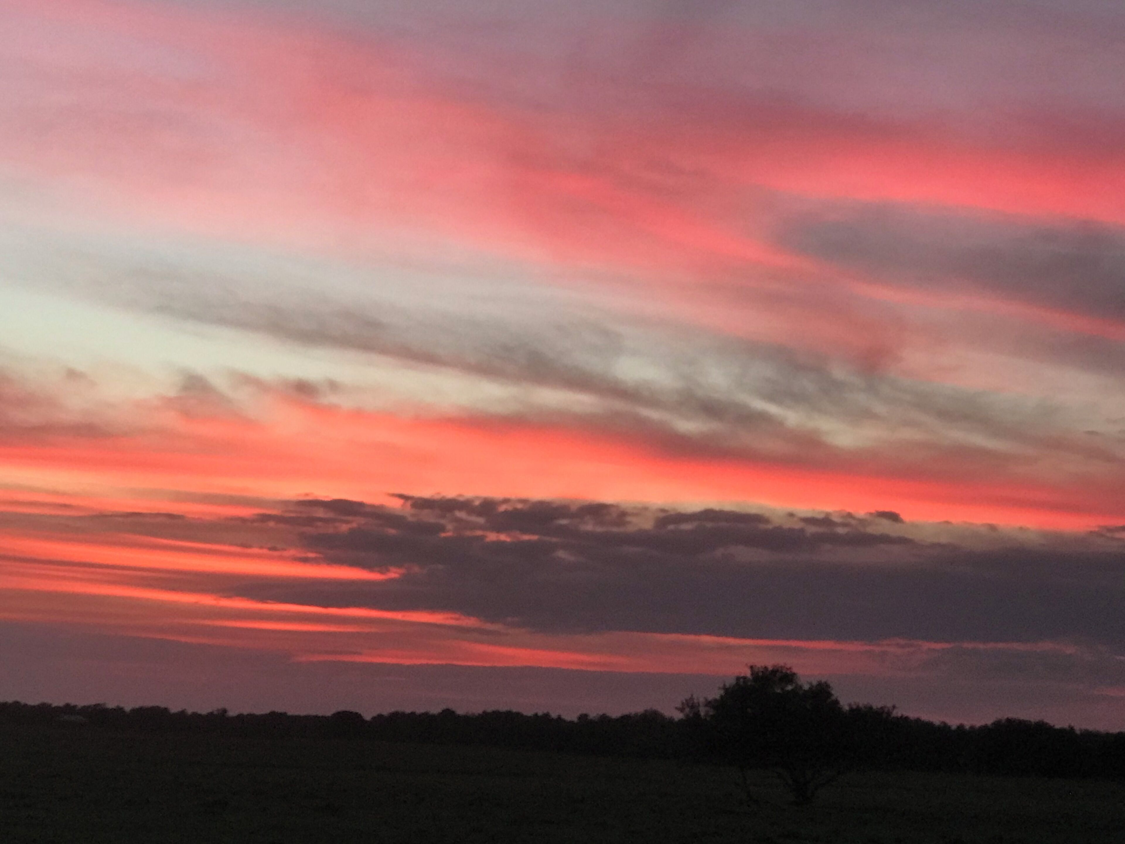 Un atardecer sobre un paisaje llano, con la silueta de un árbol en primer plano.