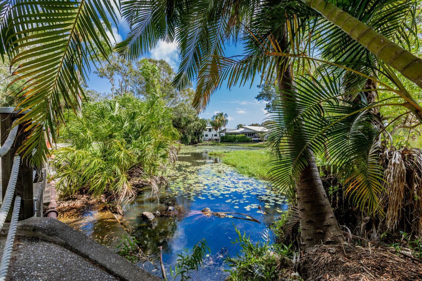 A serene water feature with lily pads, surrounded by lush greenery and palm trees.