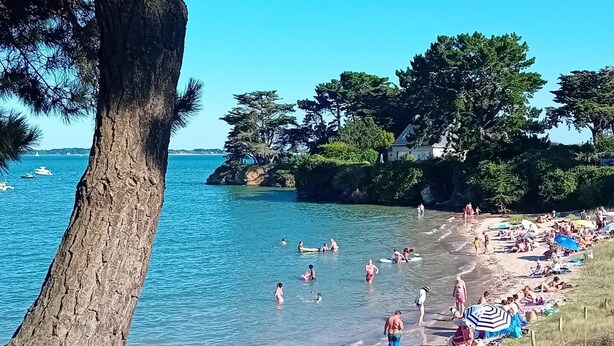 En strand med klart vand, folk der svømmer og solbader, samt et stort træ i forgrunden.