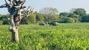 Un campo con un árbol y elefantes al fondo.