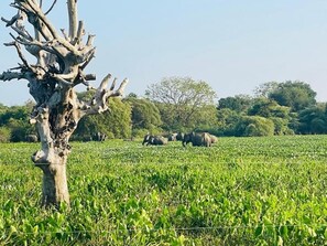 Miscellaneous - Bundala Forest Resort (Weerawila)