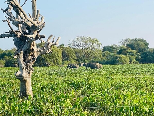 Un campo con un árbol y elefantes al fondo.