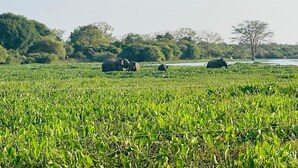 Un campo con elefantes y un cuerpo de agua al fondo.