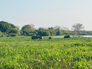 Miscellaneous - Bundala Forest Resort (Weerawila)