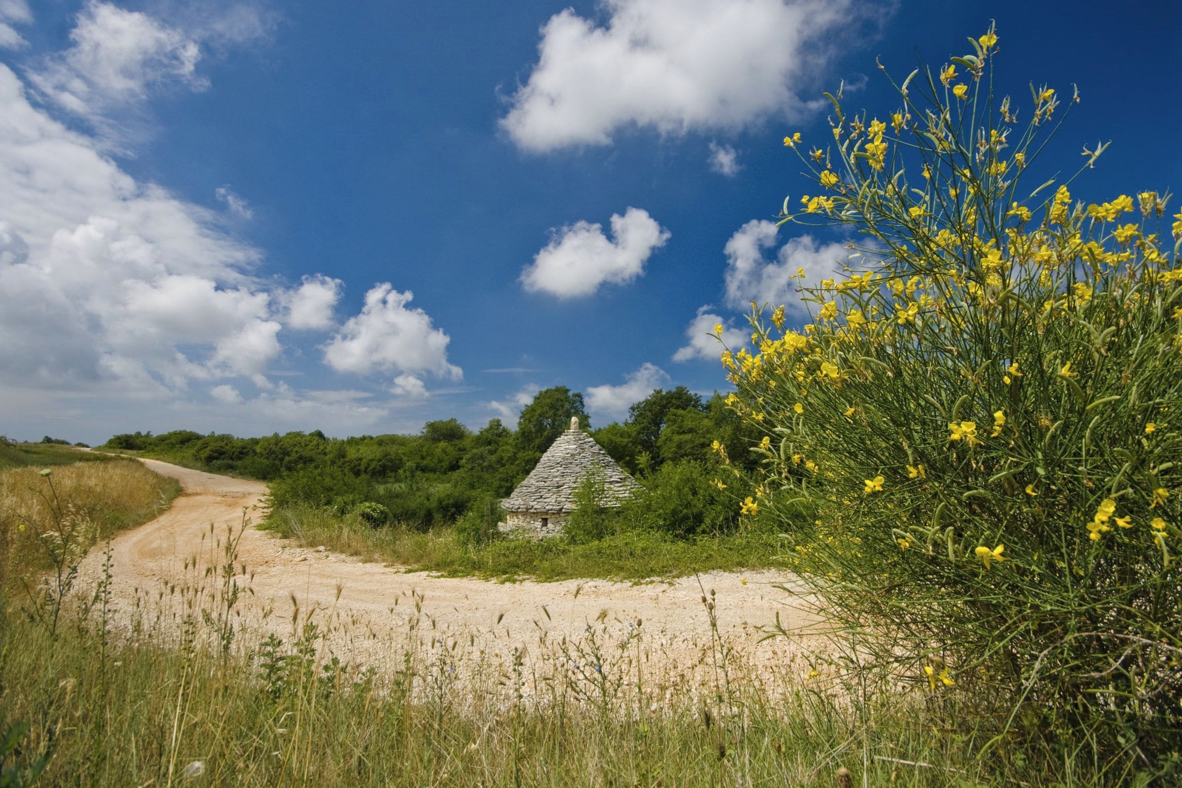 A rural landscape with a dirt road, a stone structure, and yellow flowering plants.