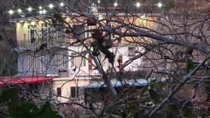 A building with multiple balconies, surrounded by dense foliage and trees. - ShantiKunj Homestay Nearby Morni Hills Waterfall (Panchkula)