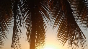 Ein Sonnenuntergang über ruhiger See mit Booten, Palmen und einem entfernten Landteil.