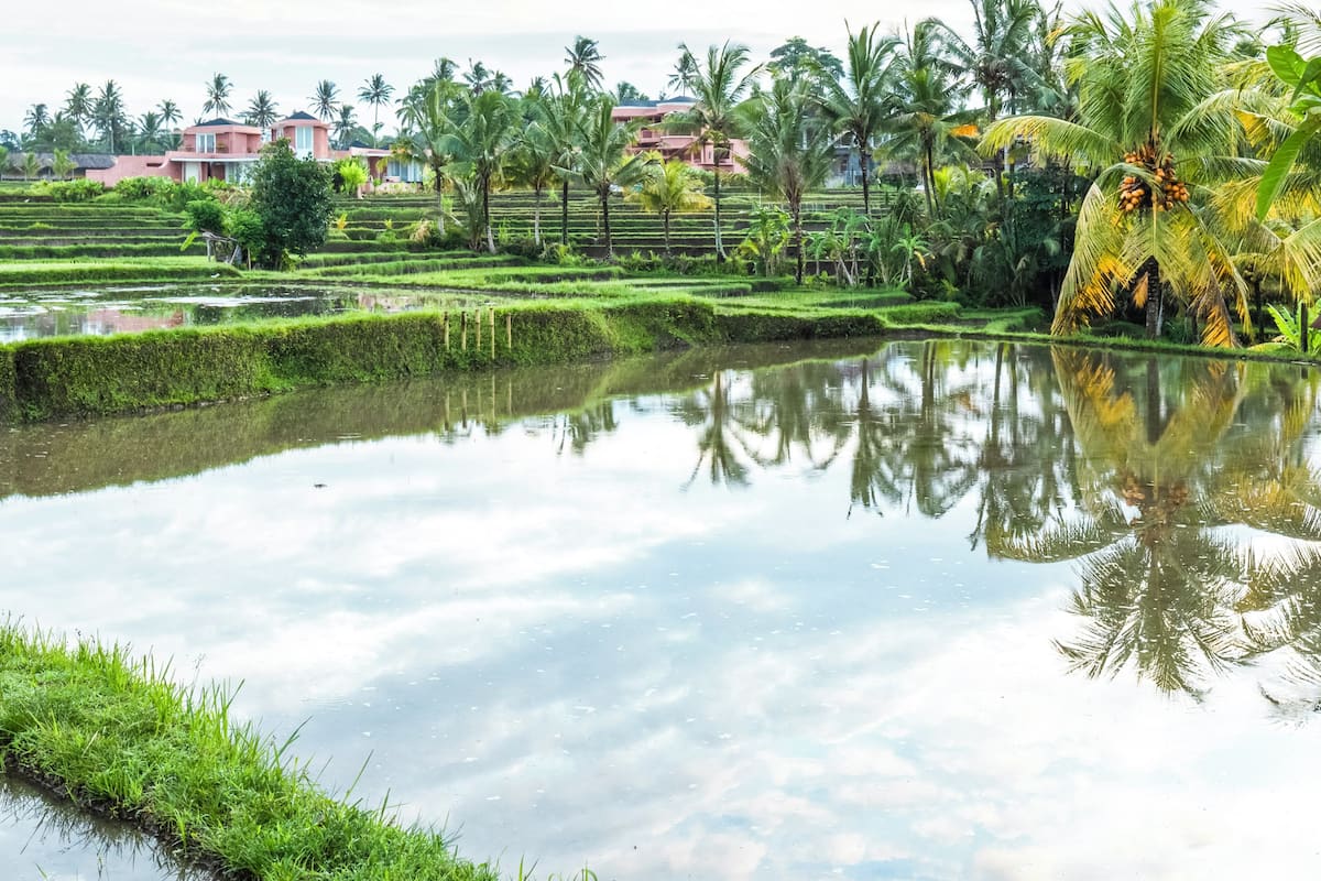 Premier Room, 1 King Bed, Resort View, Garden Area | Resort view