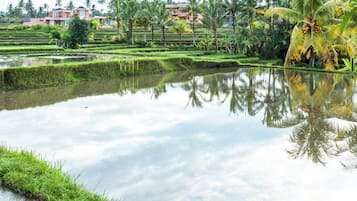 Premier-Zimmer, 1 King-Bett, Blick auf die Anlage, zum Garten hin | Blick auf die Anlage