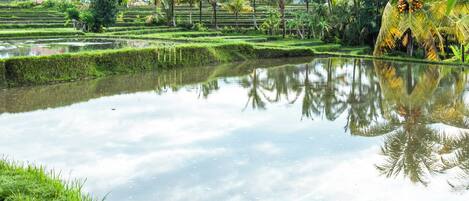 プレミア ルーム キングベッド 1 台 リゾートビュー ガーデン | リゾート ビュー