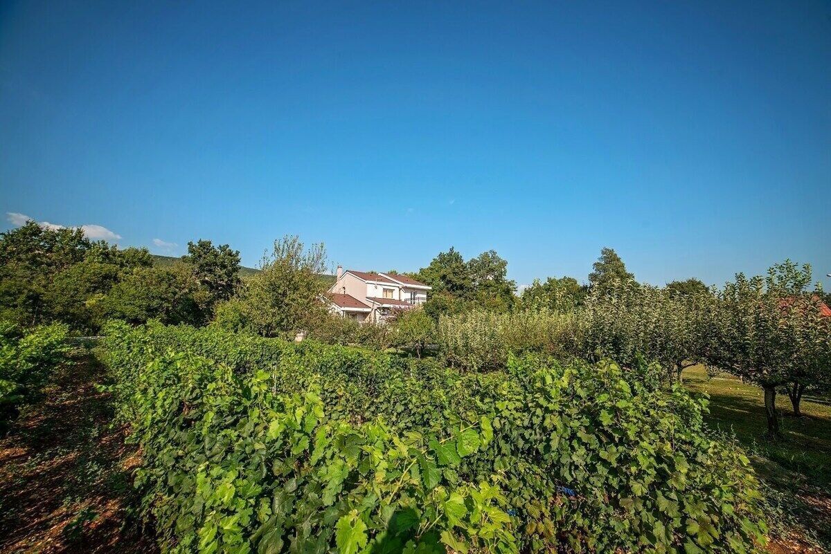 A vineyard with rows of grapevines and a house in the background.