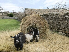 Property grounds - Barforth Hall Dairy, Gainford (Richmond)