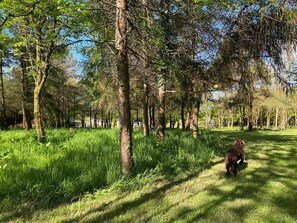 Ein bewaldetes Gebiet, ein Hund geht auf einem Pfad.