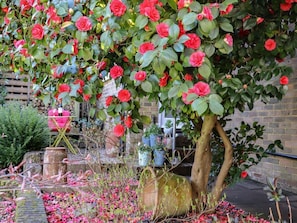 Un jardín con flores rojas, un árbol y un muro de ladrillo.