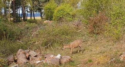 4 Star Holiday Home in Aakirkeby