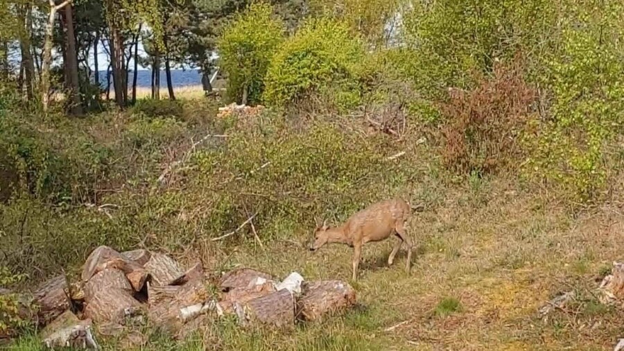 4 Star Holiday Home in Aakirkeby