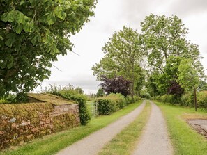 Une route de campagne bordée d’arbres et d’un mur de pierres.