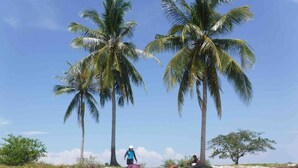 Een strand met palmbomen, helder water en een persoon die onder een parasol zit.