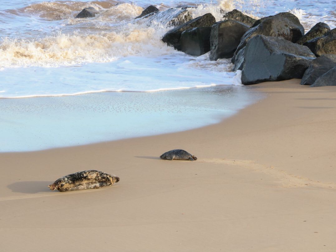 Tæt på stranden