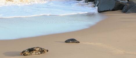 Playa en los alrededores