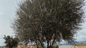 A tree in a well-maintained garden with a clear sky. - Villa 6 persons with swimming pool and large garden near Porto-Vecchio (Zonza)
