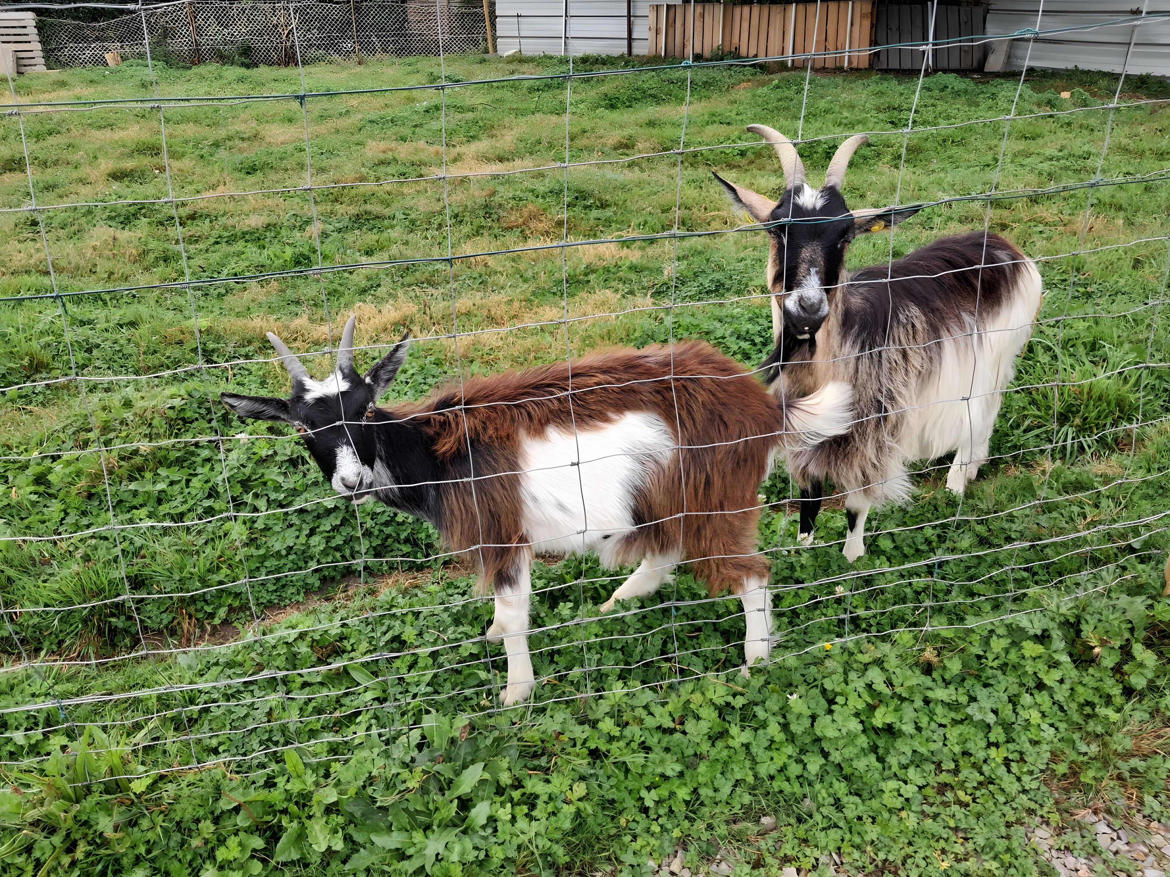 Dos cabras detrás de una cerca de alambre en un área cubierta de pasto.