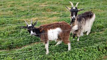 Dos cabras detrás de una cerca de alambre en un área cubierta de pasto.