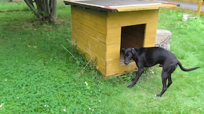 Ein schwarzer Hund steht vor einem hölzernen Hundehäuschen mit geneigtem Dach.