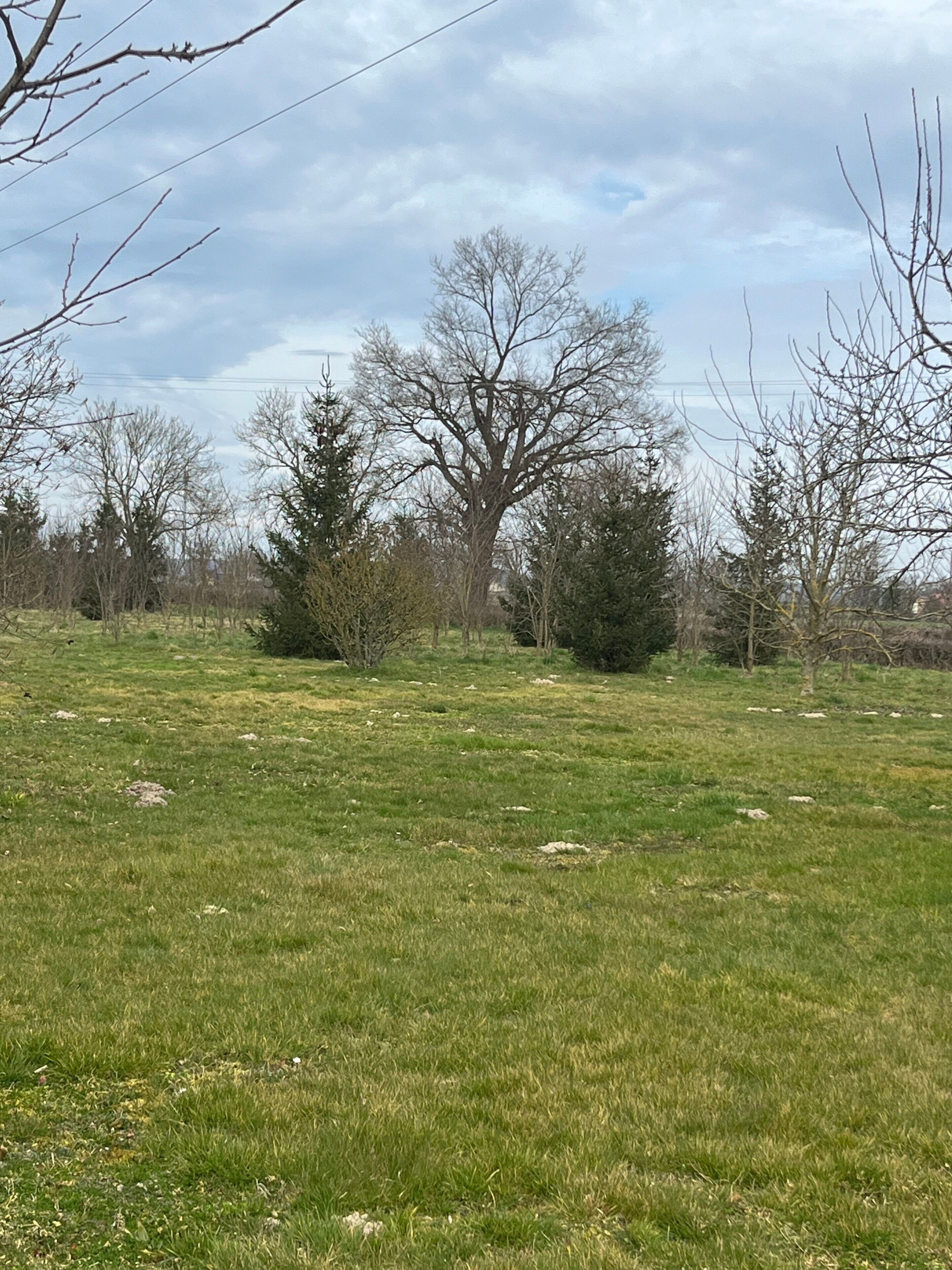 A grassy field with trees and a clear sky.