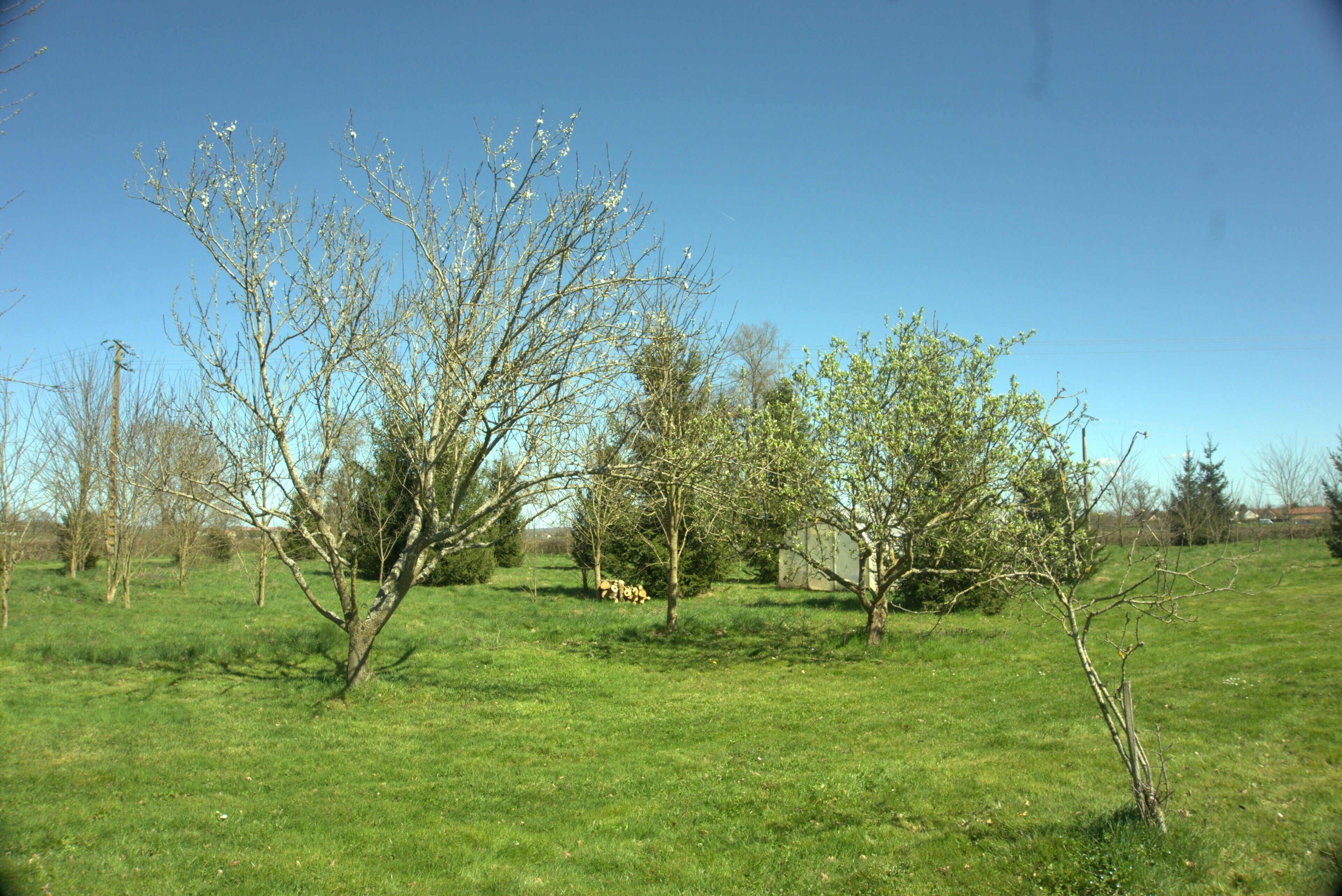 A grassy field with several trees and a clear blue sky.