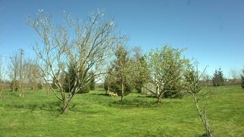 A grassy field with several trees and a clear blue sky.