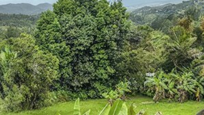 A lush green landscape with dense foliage and a large tree in the foreground. - Casa Nube (Caguas)