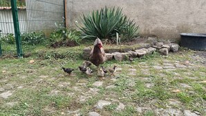 A fenced outdoor area with a chicken and ducklings, surrounded by greenery and rocks. - Air-conditioned Holiday Apartment for up to 5 Guests in a Quiet Location near Eltz Castle (Naunheim)
