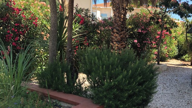 Een tuin met palmbomen, bloeiende struiken en een grindpad.